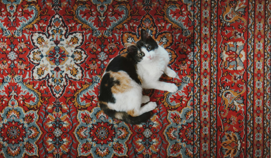 Jaipur Carpet Studio